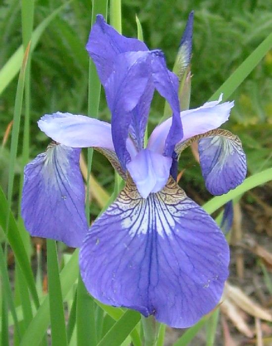 020_irys