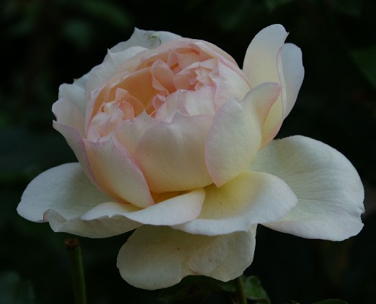 040_roza1