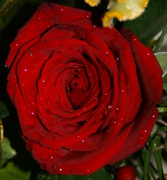 041_roza